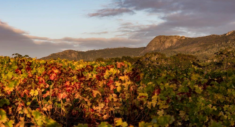 Duke's Vineyard 